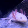 Albino Axolotl 3-4cm