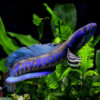 Channa Pulchra