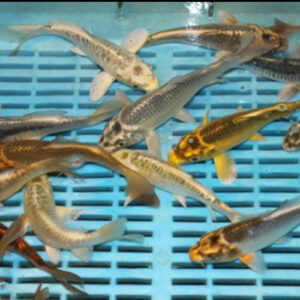 Ghost Carp 2-3''