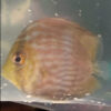 Heckel Discus (Wild Discus) 8-10cm