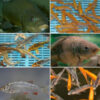 Assorted Pond Pack 2