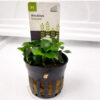Anubias Bonsai (Pot)
