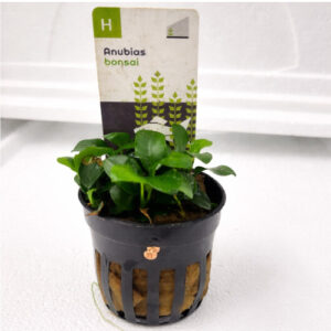 Anubias Bonsai (Pot)