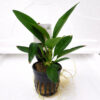 Anubias Congensis (Pot)