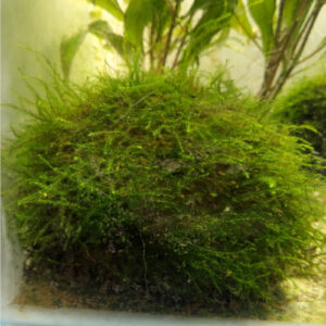 Moss Covered Half Coconut 