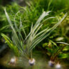 Variegated Jaburan Bunch 