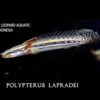 Polypterus Lapardei 6-7cm