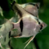 Belem Sky Blue Angelfish Med ***NEW***