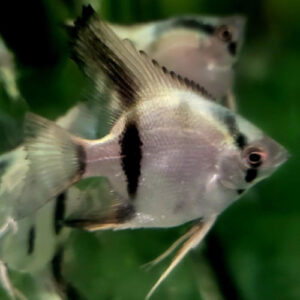Belem Sky Blue Angelfish Med ***NEW***