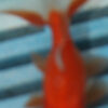 5-6cm High Quality Oranda (BL320)
