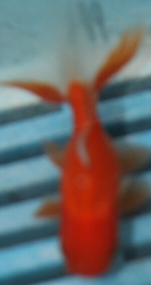 5-6cm High Quality Oranda (BL320)