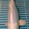 9/10'' Hand Selected Koi Carp (QLR357)