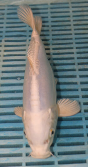 9/10'' Hand Selected Koi Carp (QLR357)