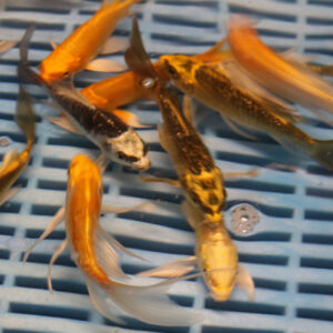 Assorted Butterfly Pack x 3 (1x Kubuto,1xAssorted, 1x Ghost)