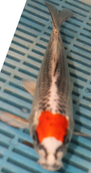 9/10'' Hand Selected Koi Carp (QLR359)