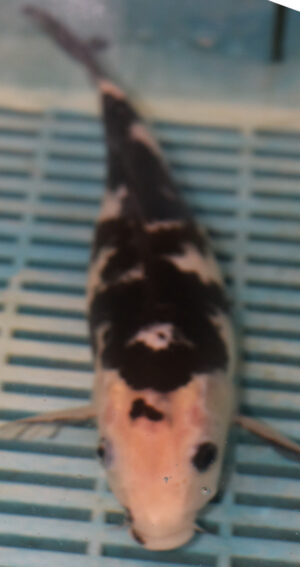 9/10'' Hand Selected Koi Carp (QLR360)