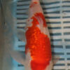 8-9'' Hand Selected Koi Carp (QLR274)
