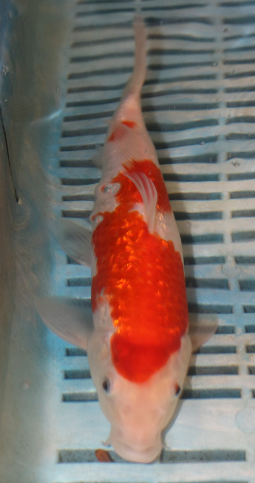 8-9'' Hand Selected Koi Carp (QLR274)