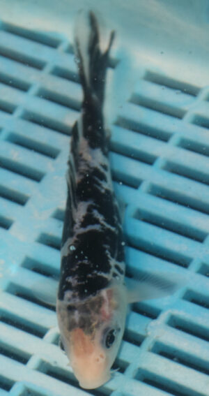 6-7'' Hand Selected Koi Carp (LR403)