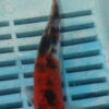 6-7'' Hand Selected Koi Carp (LR406)