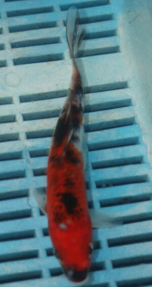 6-7'' Hand Selected Koi Carp (LR406)