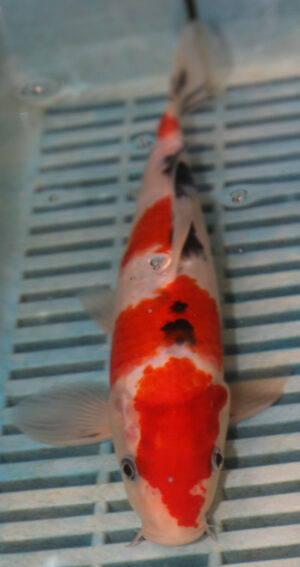 8-9'' Hand Selected Koi Carp (QLR263)