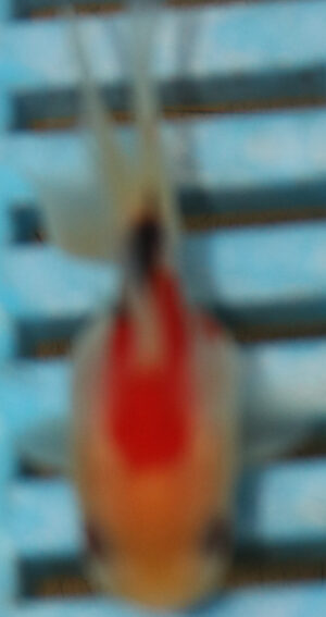 5-6cm High Quality Oranda (BL342)