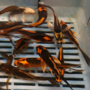 Alternative view of Assorted Butterfly Pack x 6 (2x Kubuto,2xAssorted, 2x Ghost)
