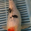 9/10'' Hand Selected Koi Carp (QLR344)
