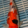 8-9'' Hand Selected Koi Carp (QLR370)