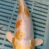 8-9'' Hand Selected Koi Carp (QLR268)