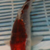 9/10'' Hand Selected Koi Carp (QLR347)