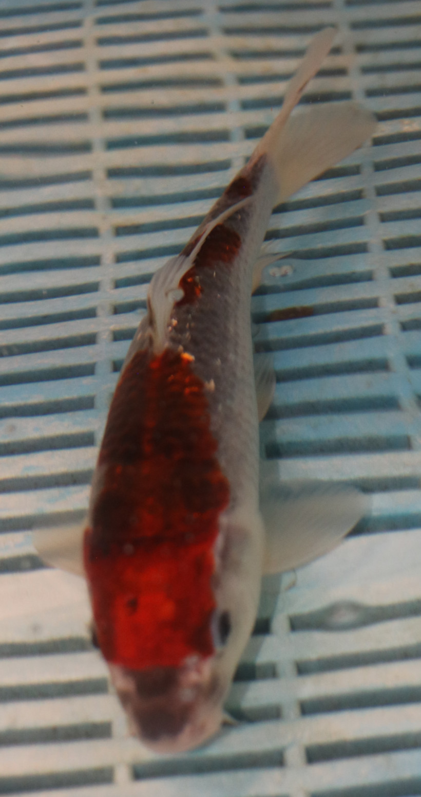 9/10'' Hand Selected Koi Carp (QLR347)