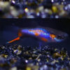 Blue Star Snakeskin Endler Guppy