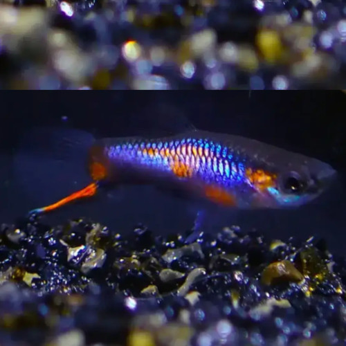 Blue Star Snakeskin Endler Guppy