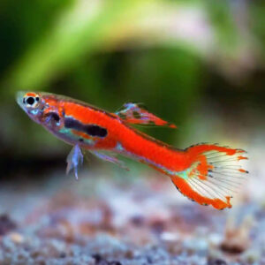 Red Scarlet Endler Guppy