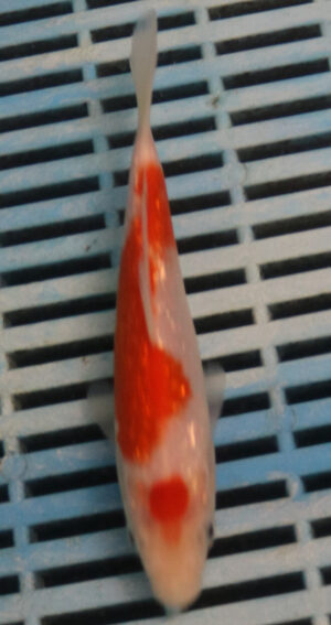6-7'' Hand Selected Koi Carp (LR472)