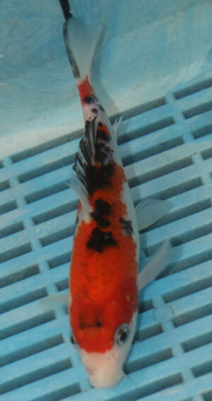 6-7'' Hand Selected Koi Carp (LR476)