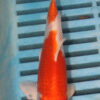 6-7'' Hand Selected Koi Carp (LR485)