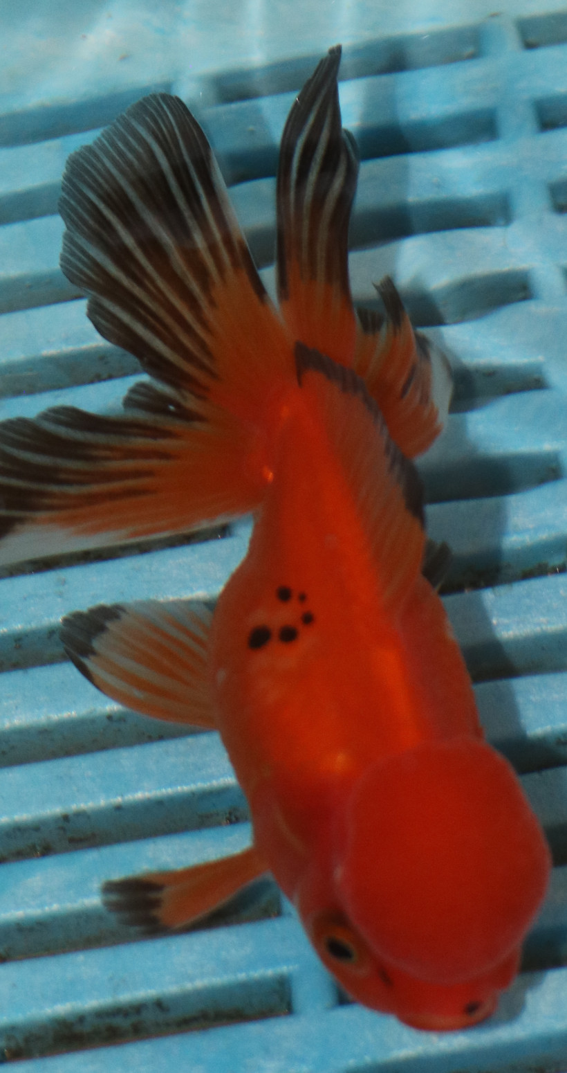 High Quality Oranda 11-13cm (BL408)