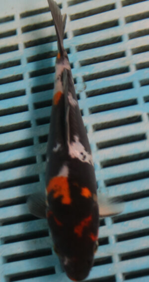 6-7'' Hand Selected Koi Carp (TU11)  