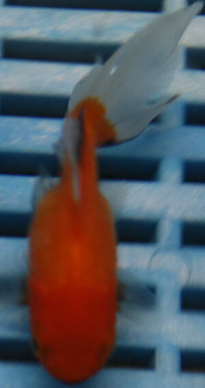 5-6cm High Quality Oranda (BL379)