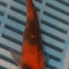5-6'' Hand Selected Koi Carp (LR461)