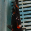 6-7'' Hand Selected Koi Carp (TU13)   