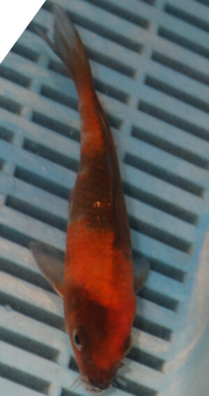 5-6'' Hand Selected Koi Carp (LR461)