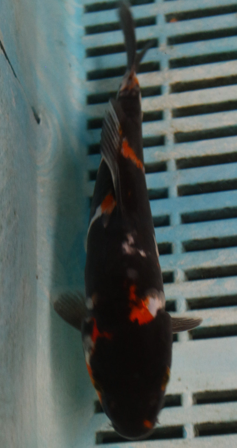 6-7'' Hand Selected Koi Carp (TU13)