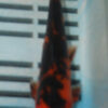 6-7'' Hand Selected Koi Carp (LR488)