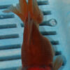 High Quality Oranda 11-13cm (BL411) 