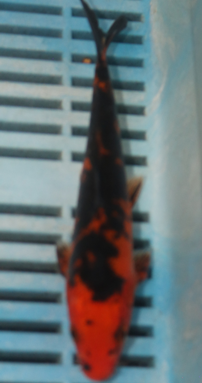 6-7'' Hand Selected Koi Carp (LR488)