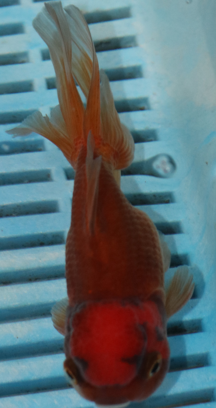 High Quality Oranda 11-13cm (BL411)